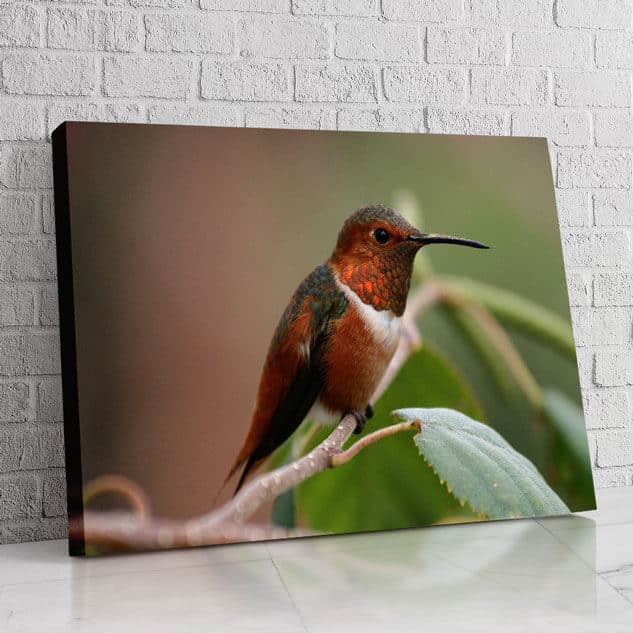 Colibrí Verde