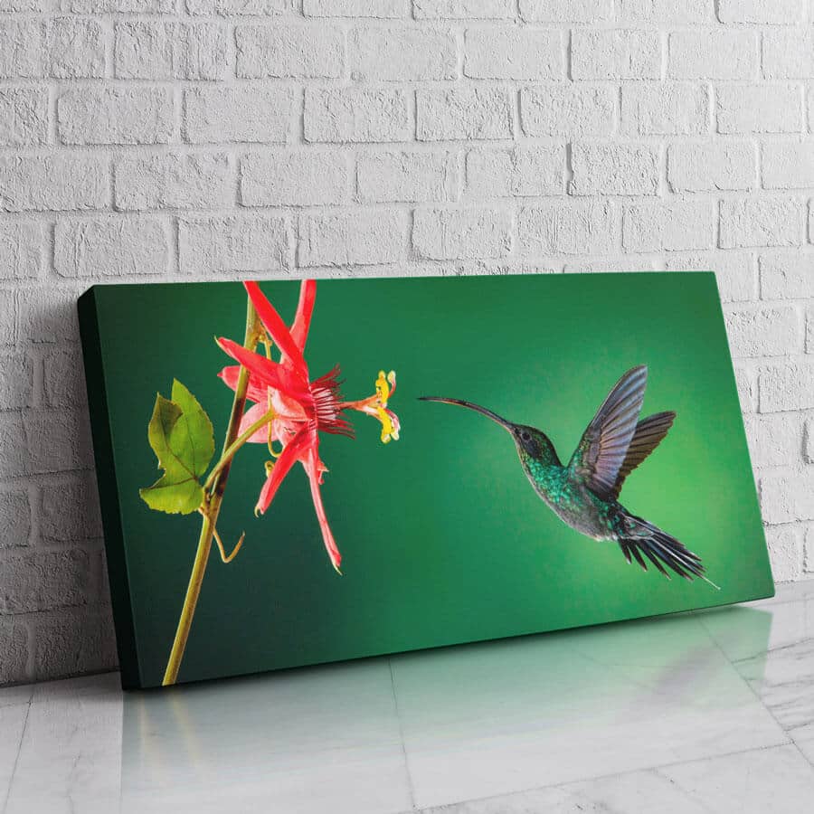 Colibrí Exotico