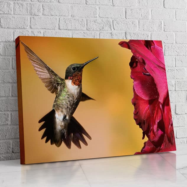 Colibrí Flor Rosa