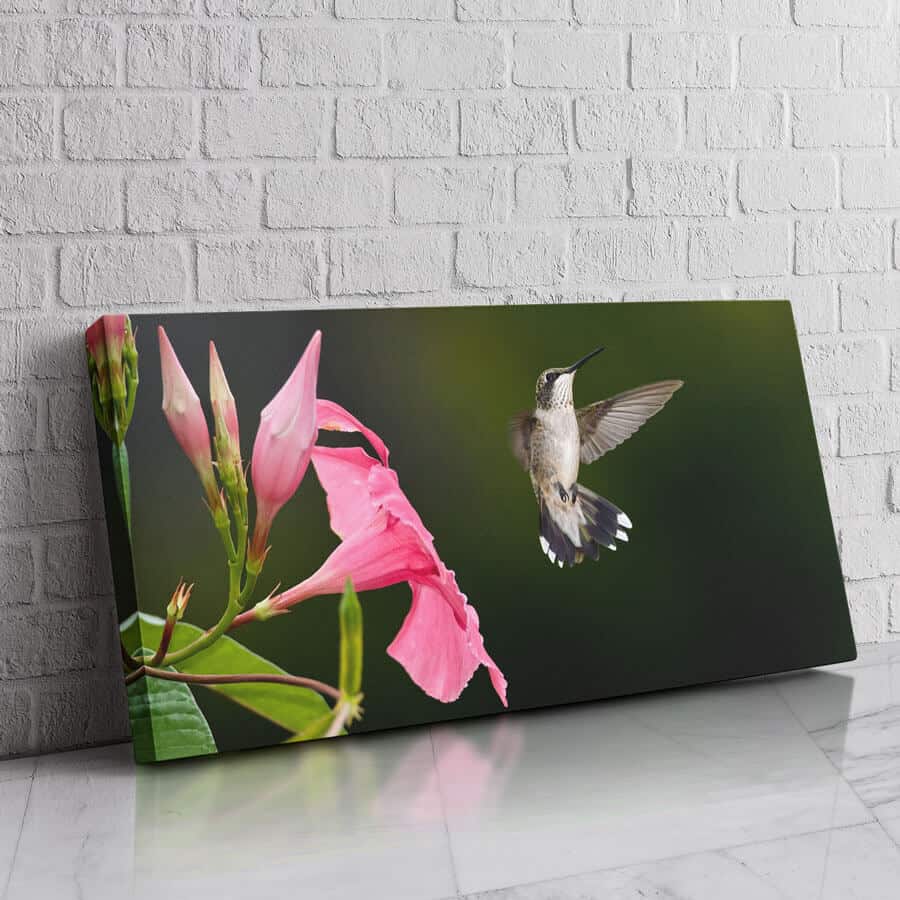 Colibrí Alas Veloces