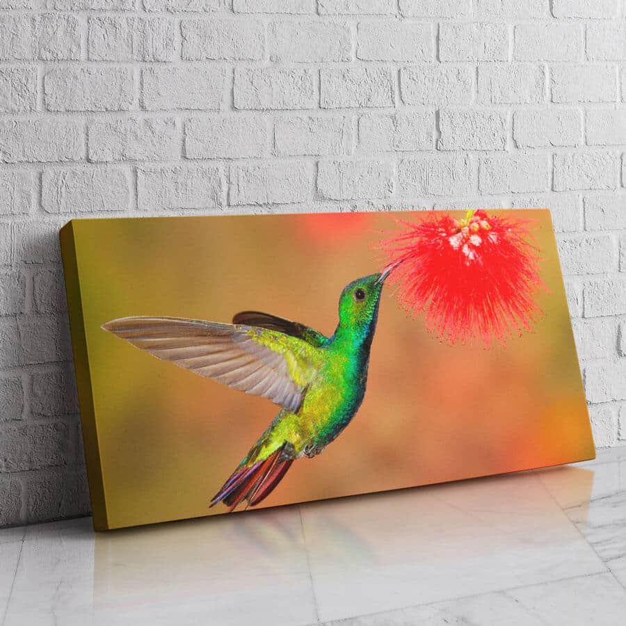 Colibrí Vuela Alto