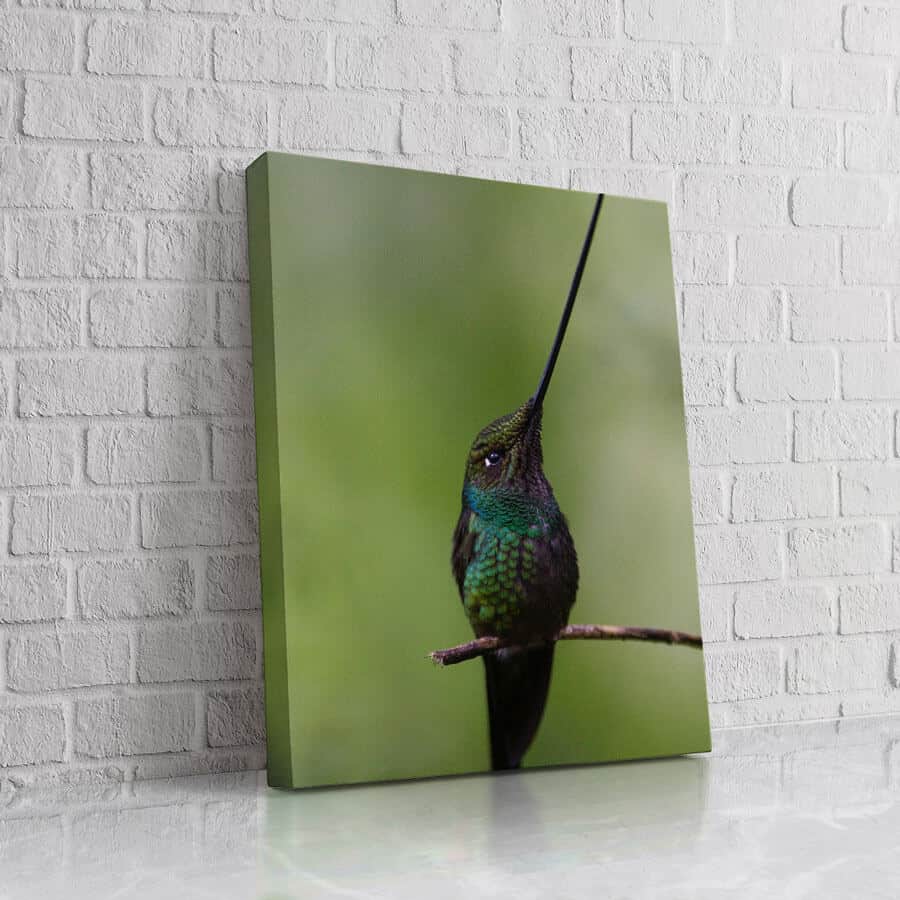 Colibrí Black
